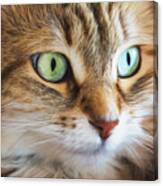 Feline Focused Intensity Canvas Print