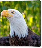 Female Bald Eagle Portrait Canvas Print