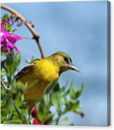 Female Baltimore Oriole In A Flower Basket Canvas Print