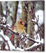 Female Cardinal As The Snow Falls Canvas Print
