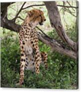 Female Cheetah Under A Tree In Serengeti Region Canvas Print
