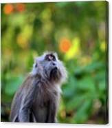 Female Long Tailed Macaque Monkey Gazes Upwards Inside Dense Malaysian Forest Canvas Print