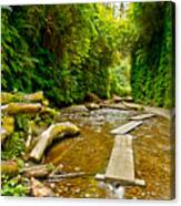 Fern Canyon Canvas Print