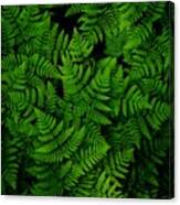 Ferns Galore Canvas Print