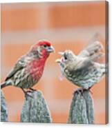 Feuding Finches Canvas Print