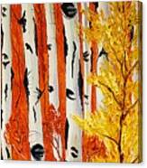 Field Of Birch Tree's During Autumn #3 I Canvas Print