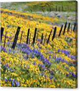 Field Of Gold And Purple Canvas Print
