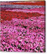 Field Of Petunia Flowers Gilroy California Canvas Print