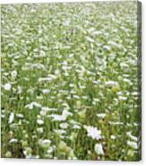 Field Of Queen Annes Lace Canvas Print