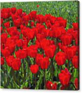 Field Of Red Tulips Canvas Print