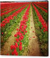 Field Of Red Tulips With Drama Canvas Print