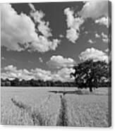 Field Of Wheat Canvas Print