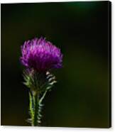 Field Thistle Canvas Print