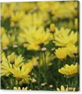 Fields Of Daisies Canvas Print