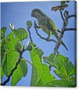 Fig Picker Parrot Canvas Print