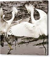 Fighting Egrets Canvas Print