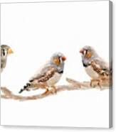 Finches Canvas Print