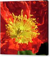 Firery Flower Canvas Print