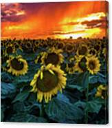 Fires Of Summer Canvas Print