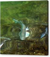 Fish Refractions Canvas Print