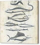 Fish Species Historiae Naturalis 08 - 1657 - 37 Canvas Print