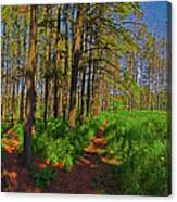 Paths, Pines 360 Canvas Print