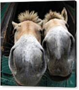 Fjord Horse Noses Canvas Print