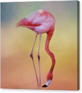 Flame Colored Wader Canvas Print
