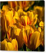 Flame Tulips Canvas Print