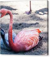 Flamingo Feeding Chick Canvas Print