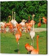 Flamingo Sunbathe Canvas Print