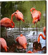 Flamingos Grooming Canvas Print