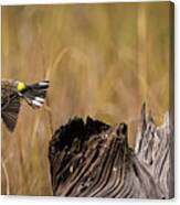 Flight Of The Driftwood Butterbutt Canvas Print