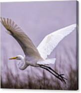 Flight Of The Great Egret Canvas Print