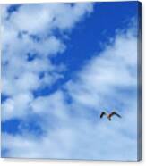 Flight Of The Seagull 2 Canvas Print