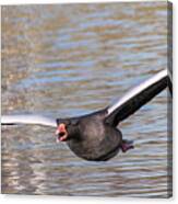 Flight Canvas Print