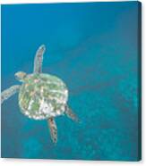 Floater Canvas Print