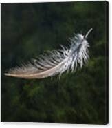 Floating Feather Canvas Print