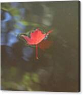 Floating Red Leaf 2 Canvas Print