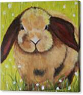 Flopped Ear Bunny Canvas Print