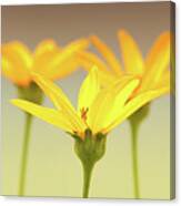 Floral Brilliance Canvas Print