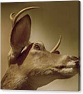 Florida Deer Canvas Print