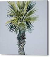 Florida Palm Botanical Canvas Print