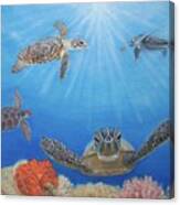 Florida Sea Turtles Canvas Print