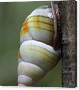 Florida Tree Snail Canvas Print