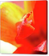 Flourish Of Colour Abstract Colorful Waves Formed By An Amaryllis Bloom In Red Pink And Yellow Canvas Print