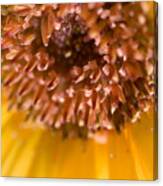 Flower Abstract Canvas Print