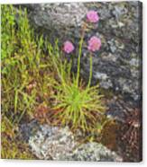 Flower And Rock Canvas Print