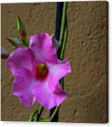 Flower And Wall Canvas Print