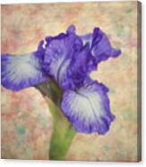 Flower Art - The Meaning Of An Iris Canvas Print